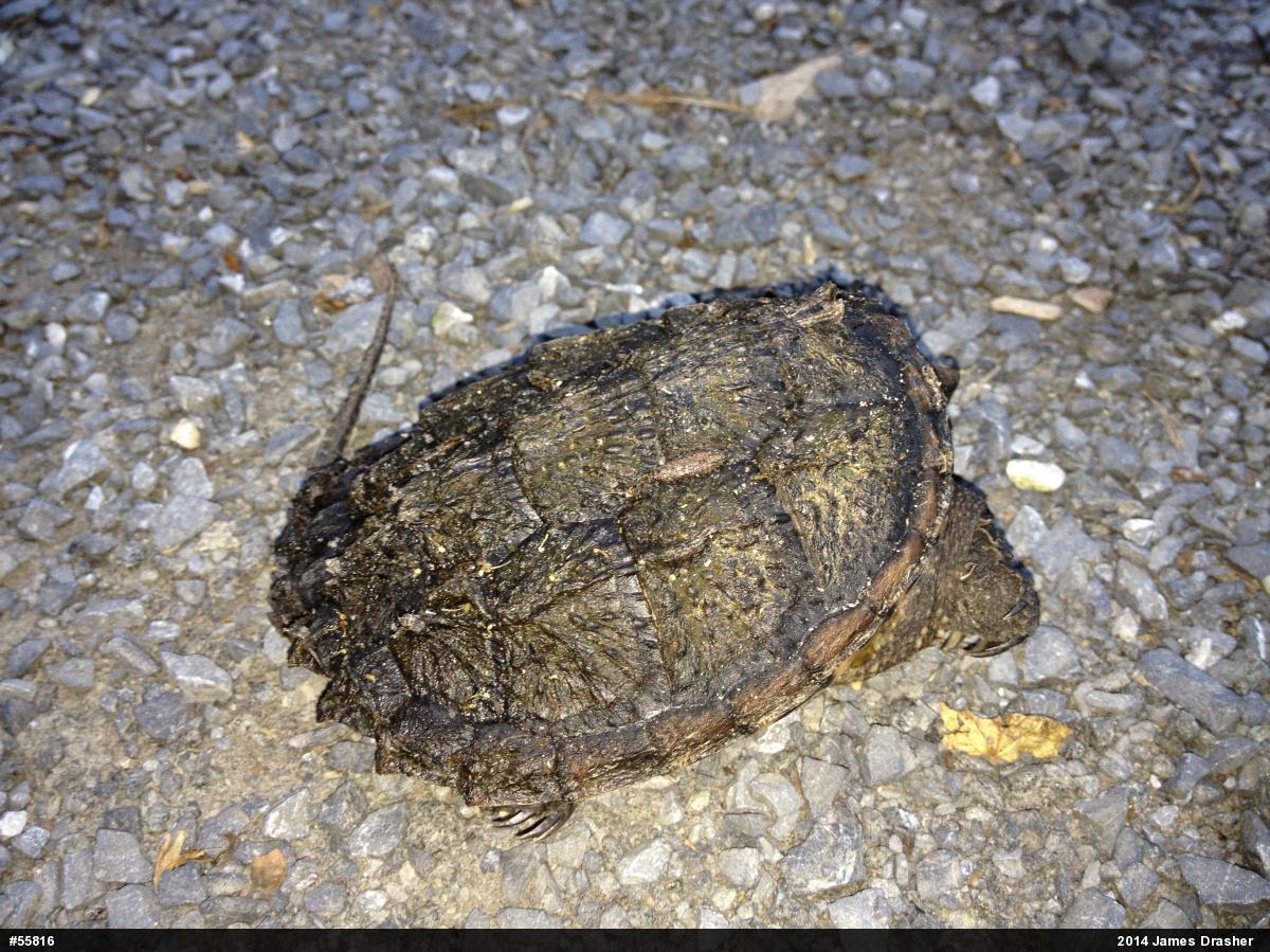 Snapping Turtle