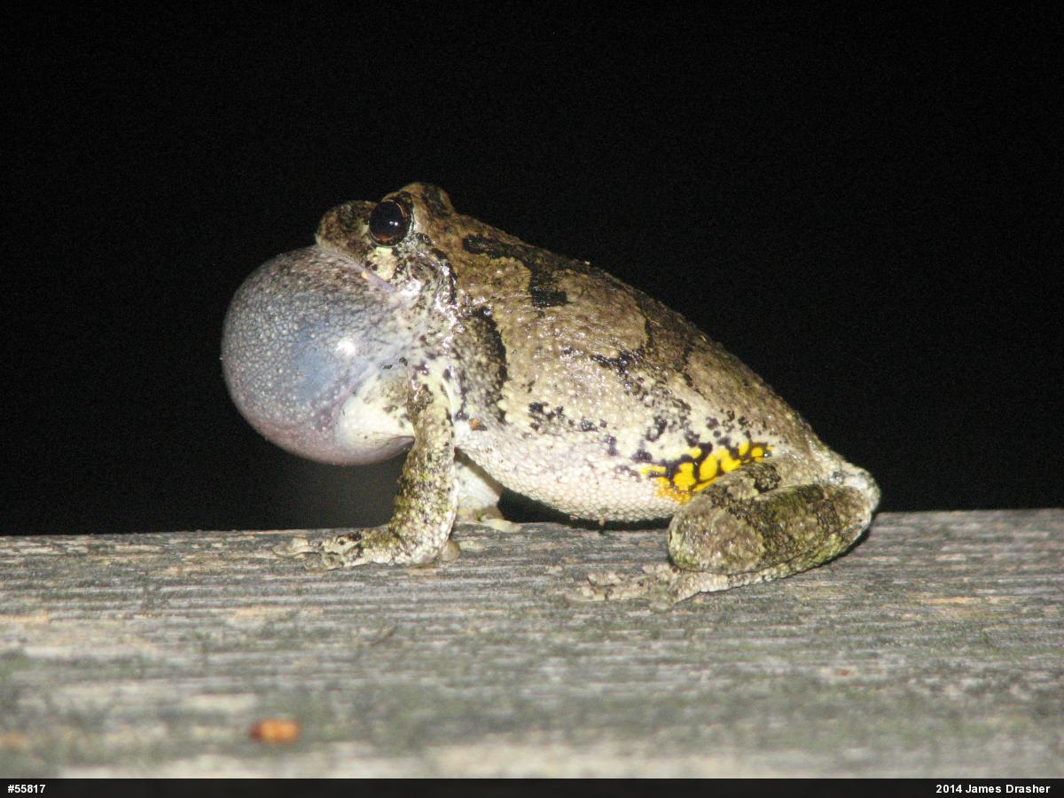Unknown Gray Treefrog