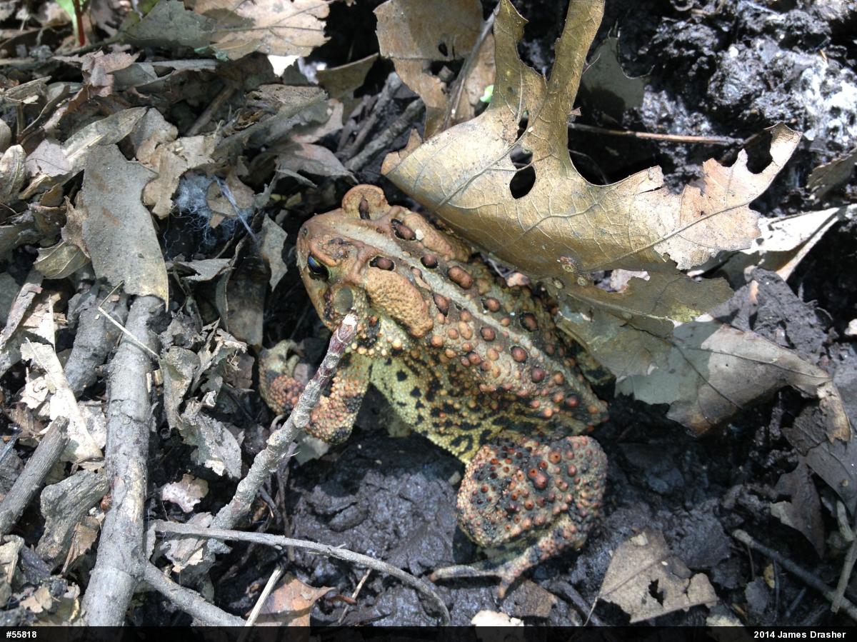 Eastern American Toad