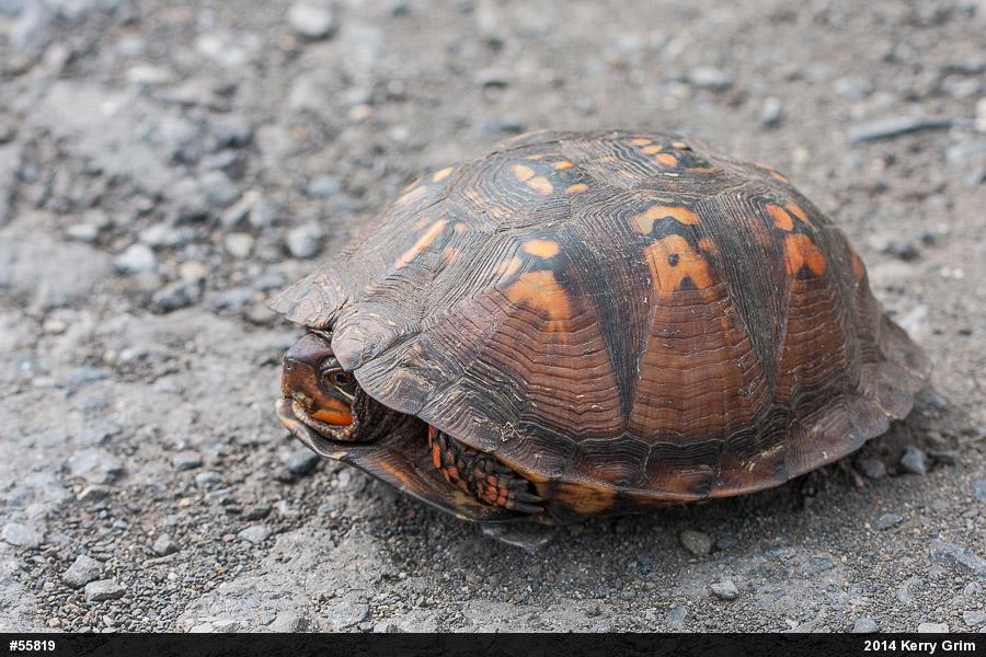 Eastern Box Turtle