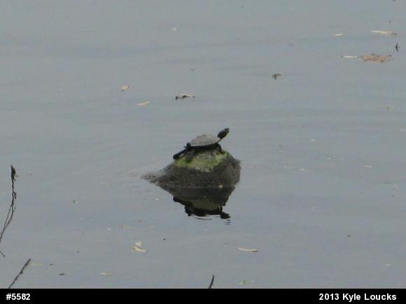 Northern Map Turtle