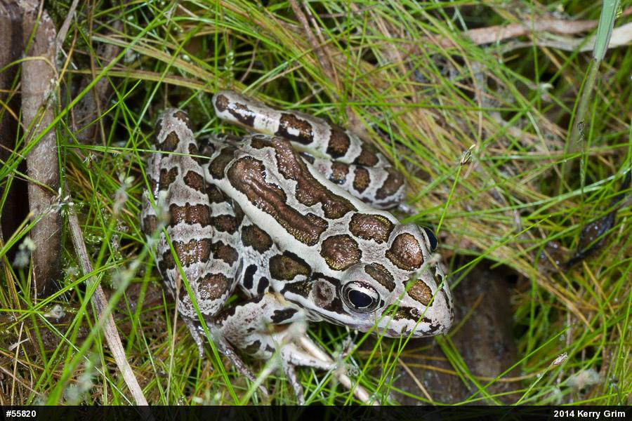 Pickerel Frog