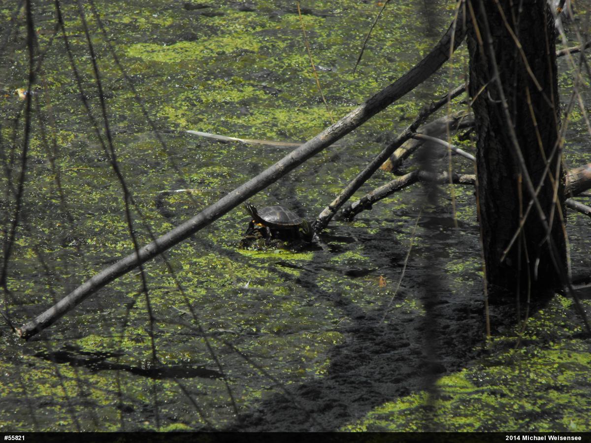 Eastern Painted Turtle