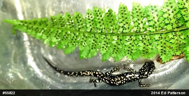 Northern Slimy Salamander
