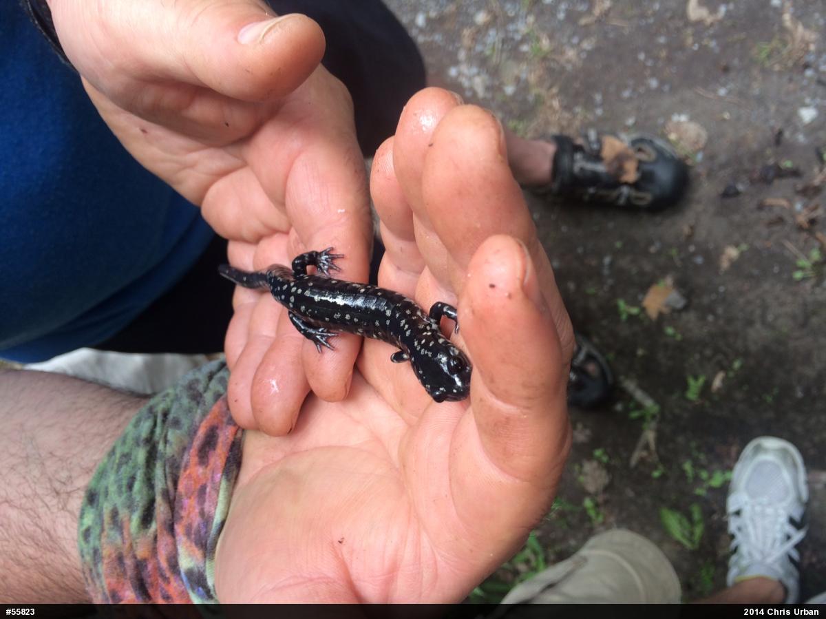 Northern Slimy Salamander