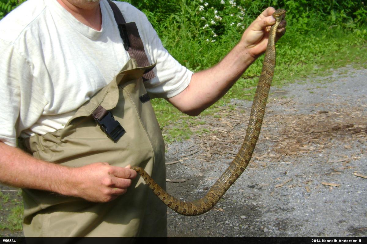 Northern Watersnake