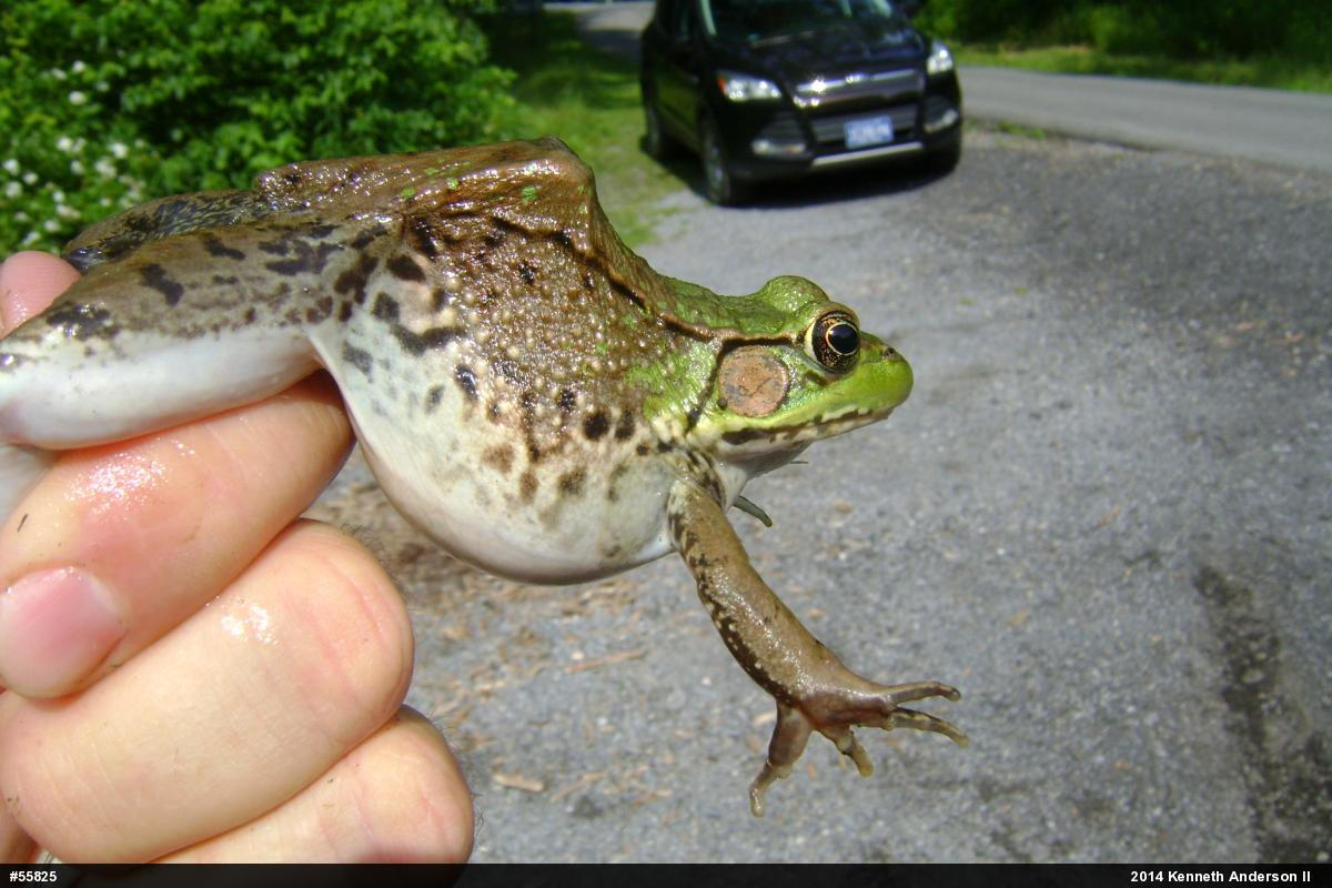 Green Frog