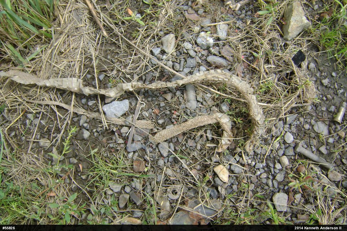 Eastern Gartersnake