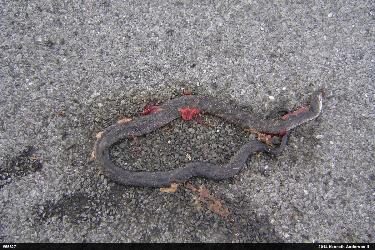 Eastern Ratsnake
