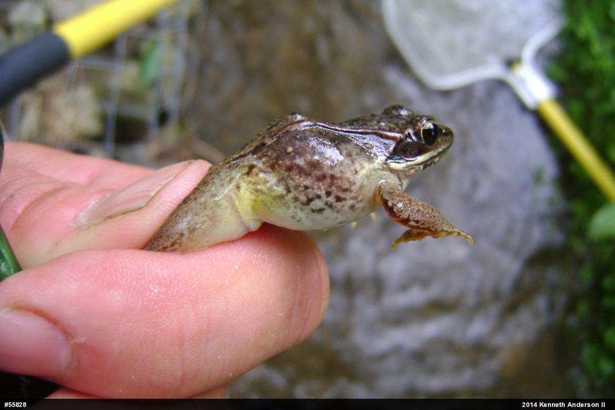 Wood Frog
