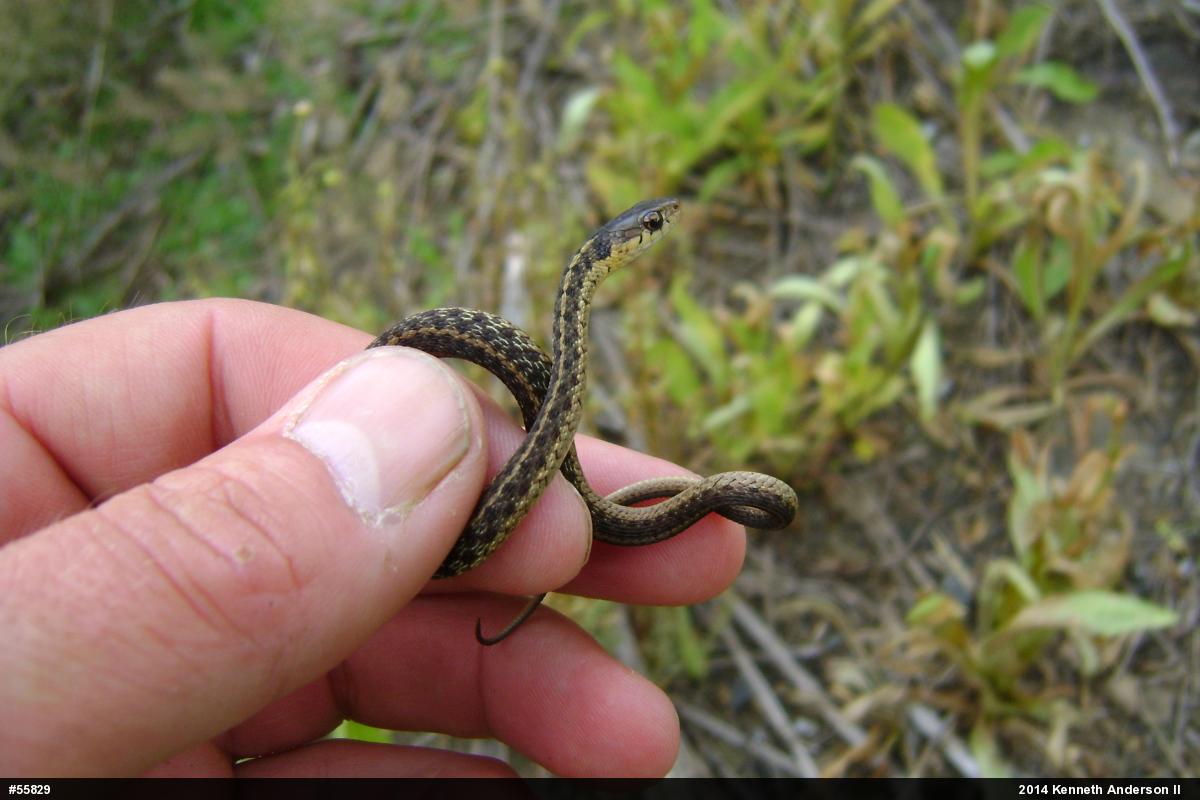 Eastern Gartersnake
