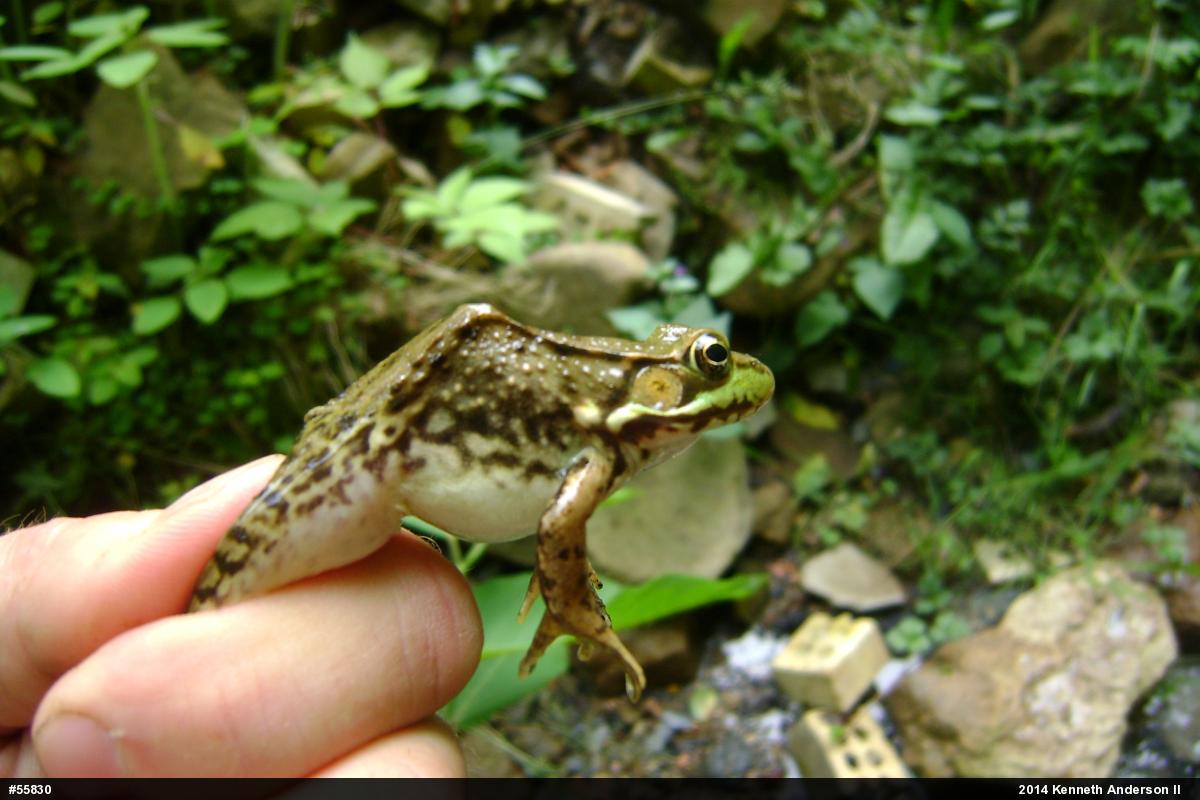 Green Frog