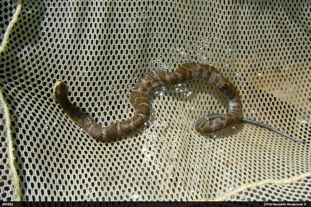 Northern Watersnake