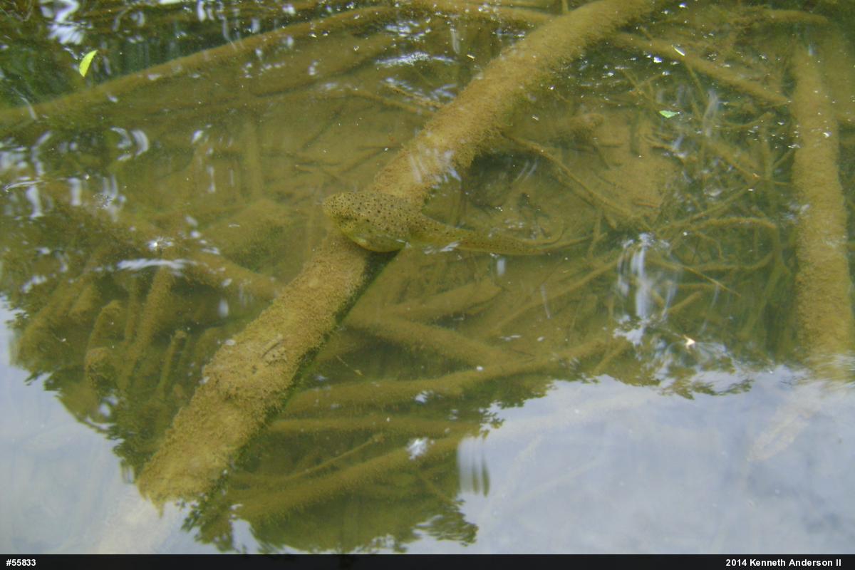 American Bullfrog