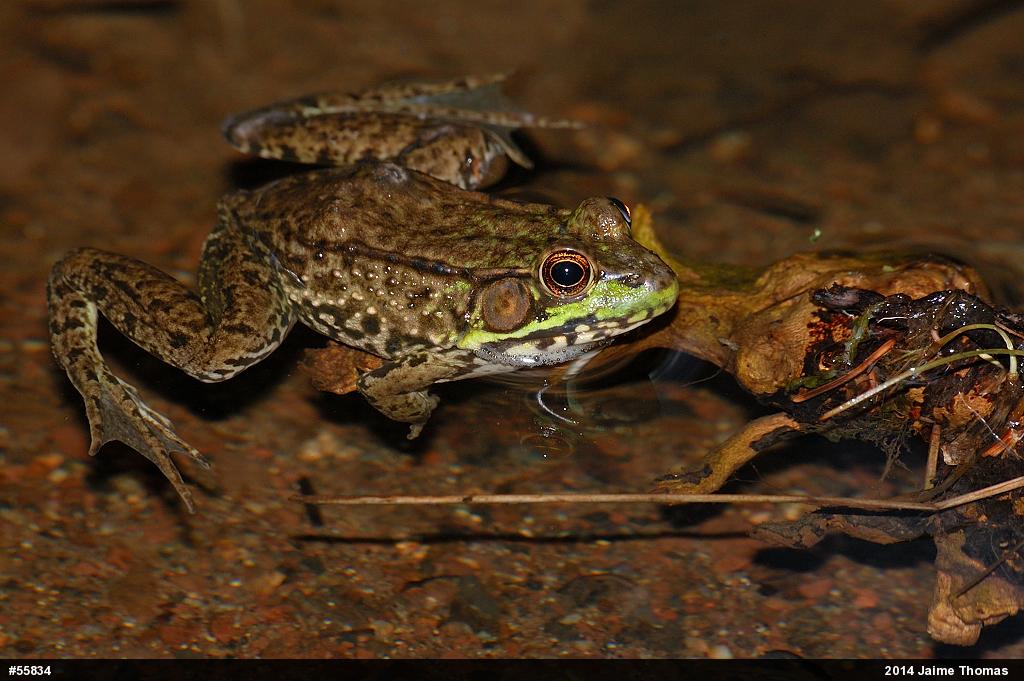 Green Frog