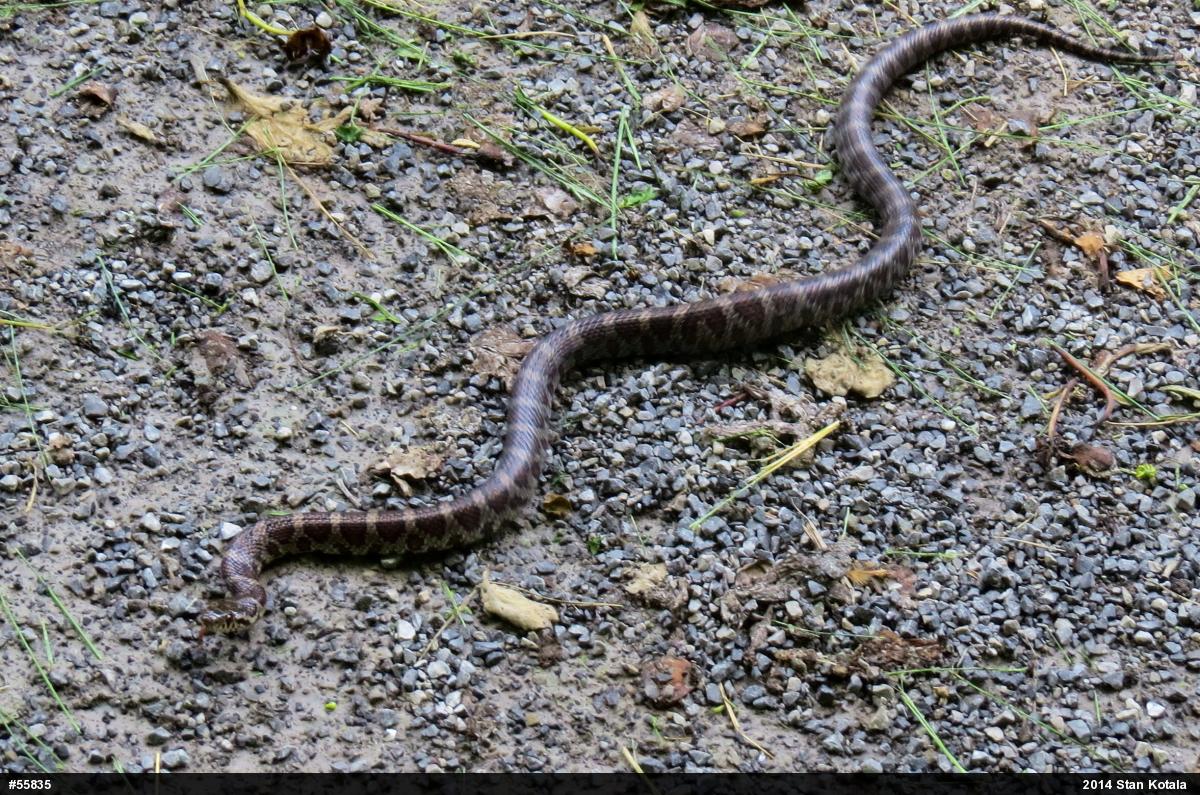 Eastern Milksnake