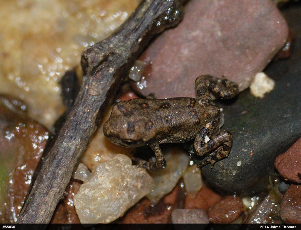 True Toads