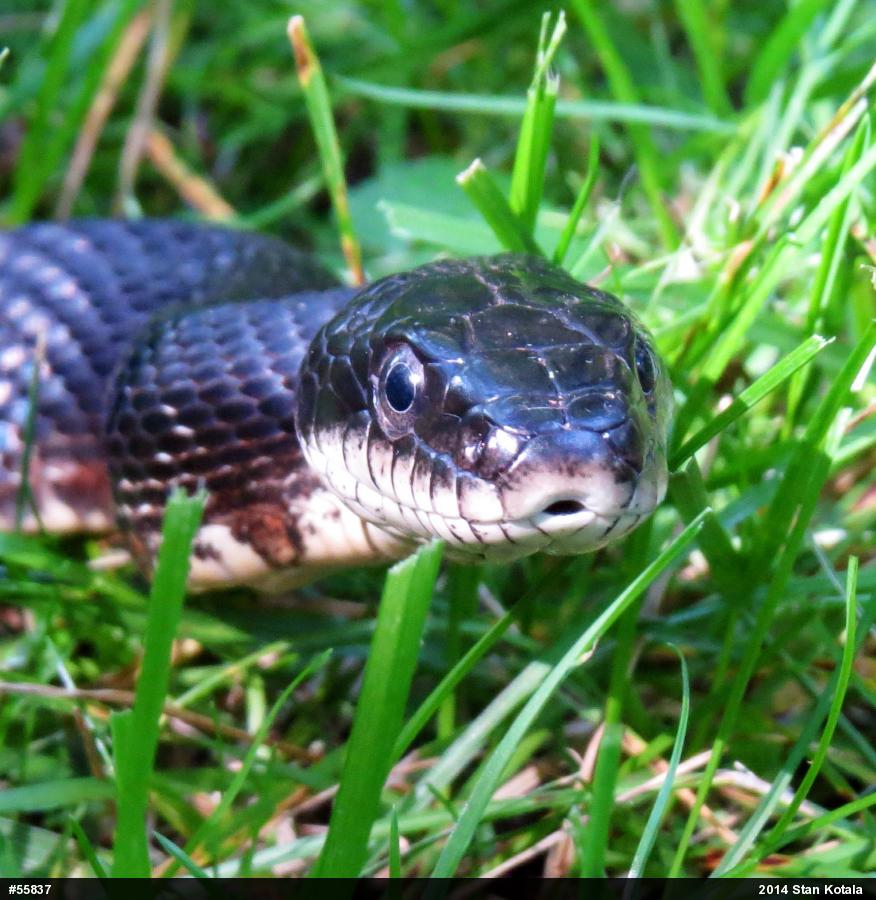 Eastern Ratsnake
