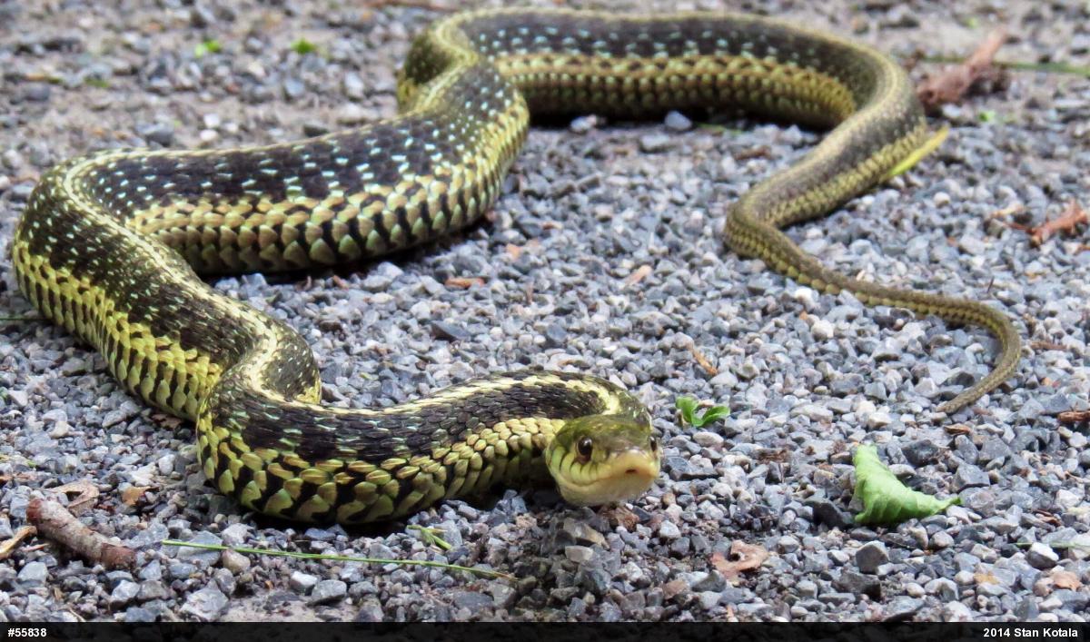 Eastern Gartersnake