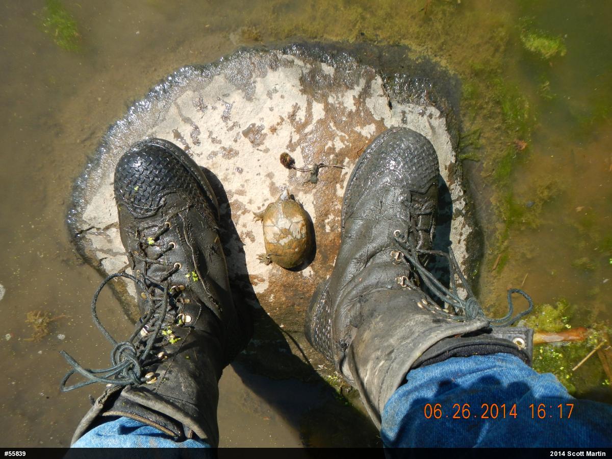 Eastern Musk Turtle