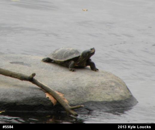 Northern Map Turtle