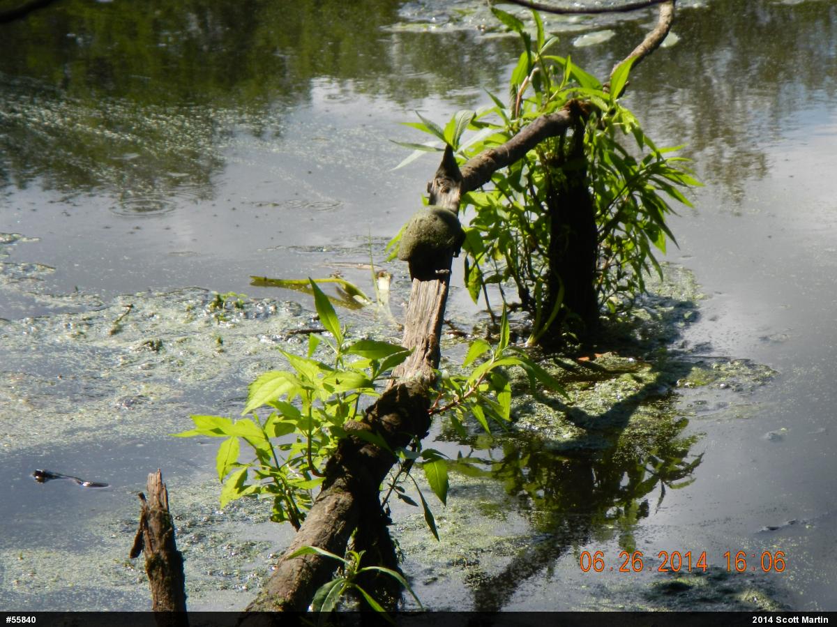 Northern Watersnake