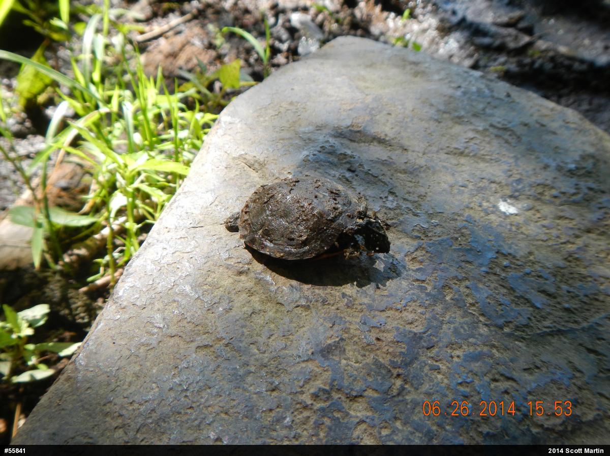 Painted Turtle