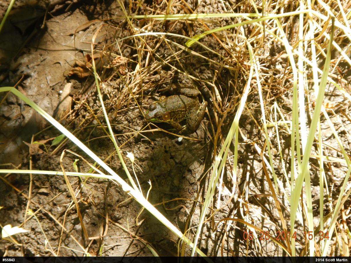 Green Frog