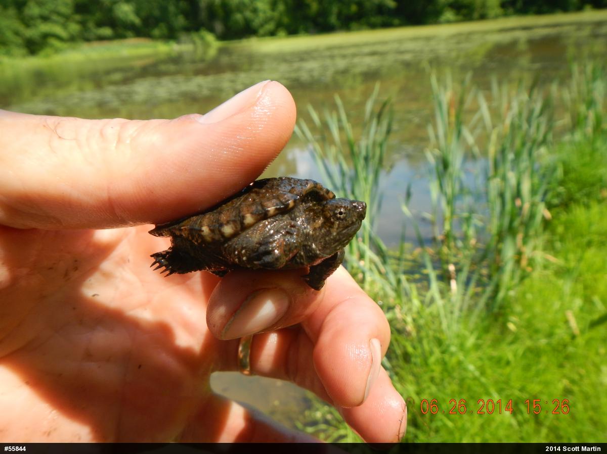 Snapping Turtle