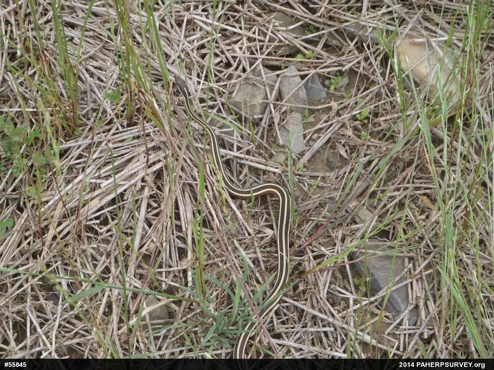 Eastern Ribbonsnake
