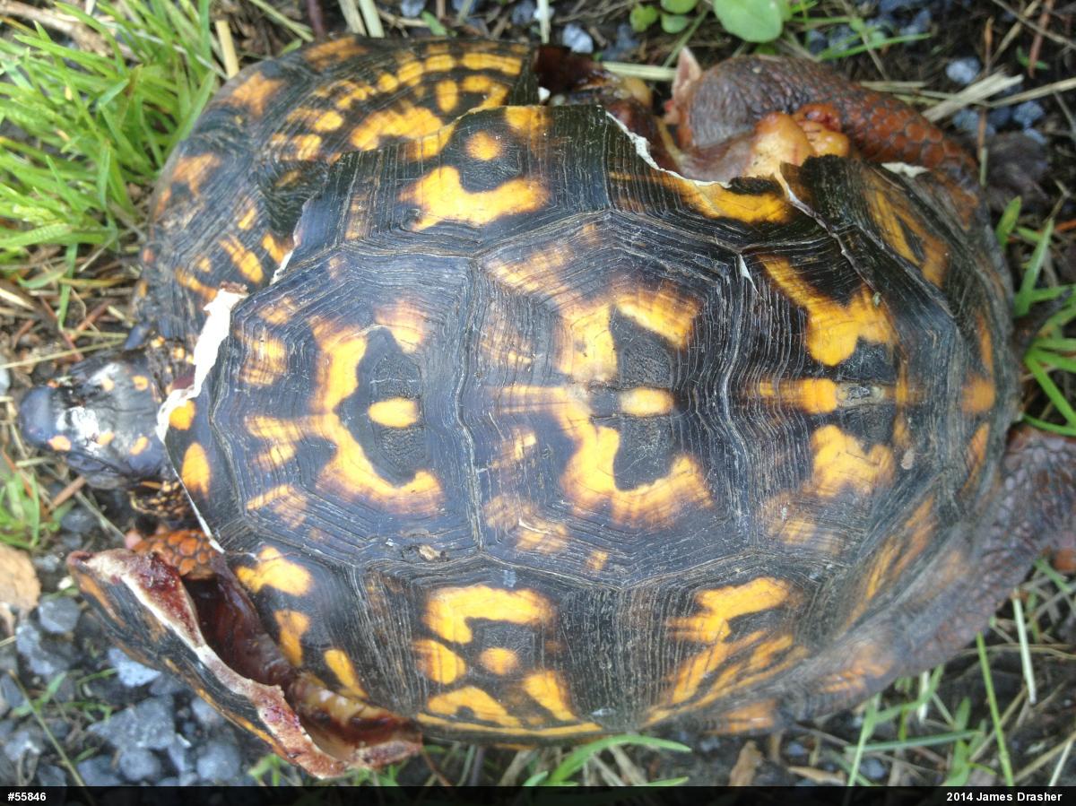 Eastern Box Turtle