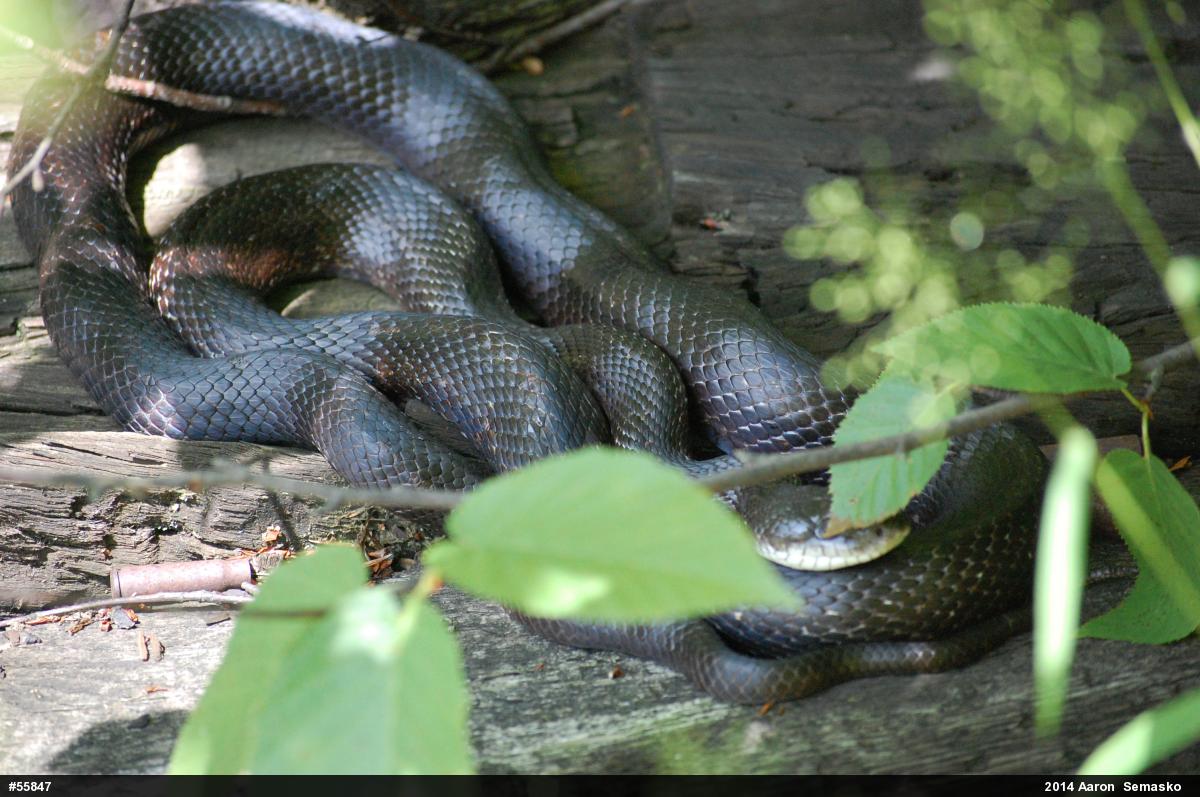 Eastern Ratsnake