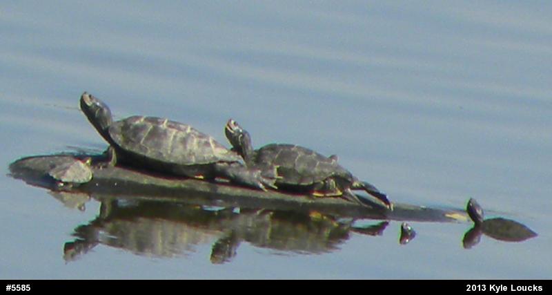 Northern Map Turtle