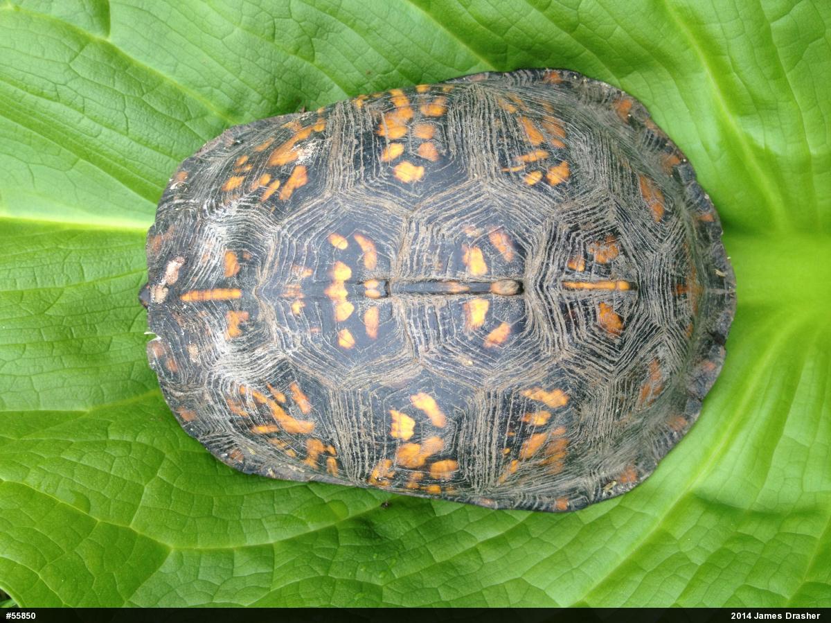 Eastern Box Turtle