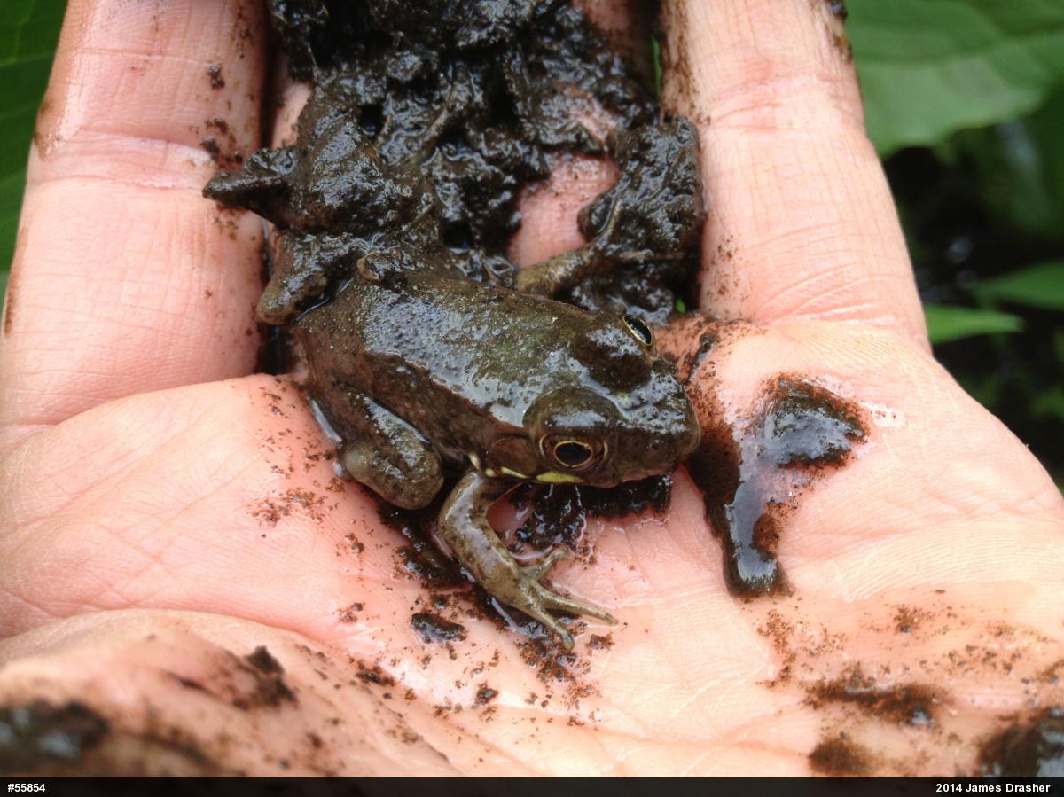Green Frog