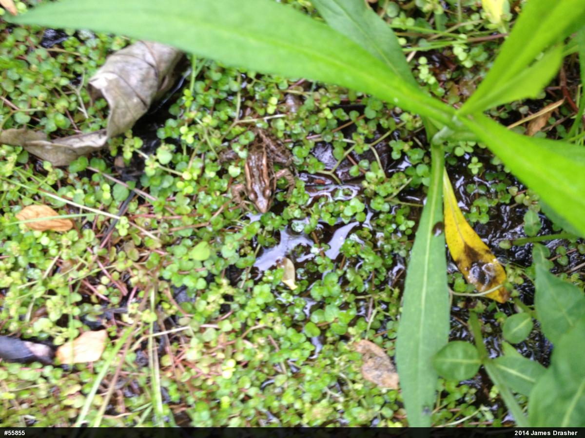 Pickerel Frog