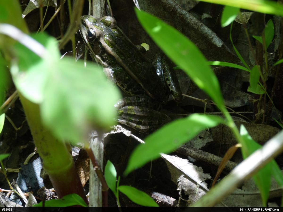 Pickerel Frog