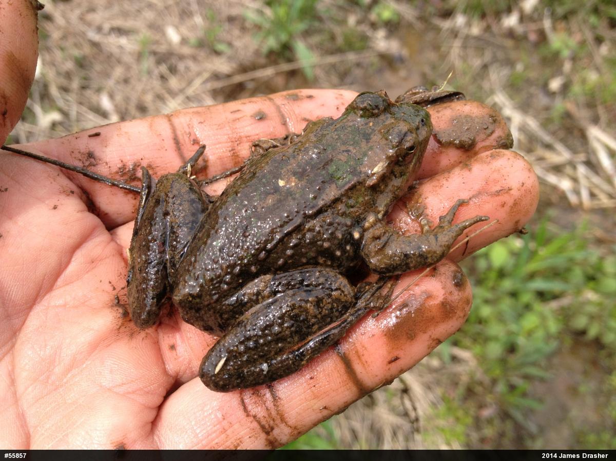 Green Frog