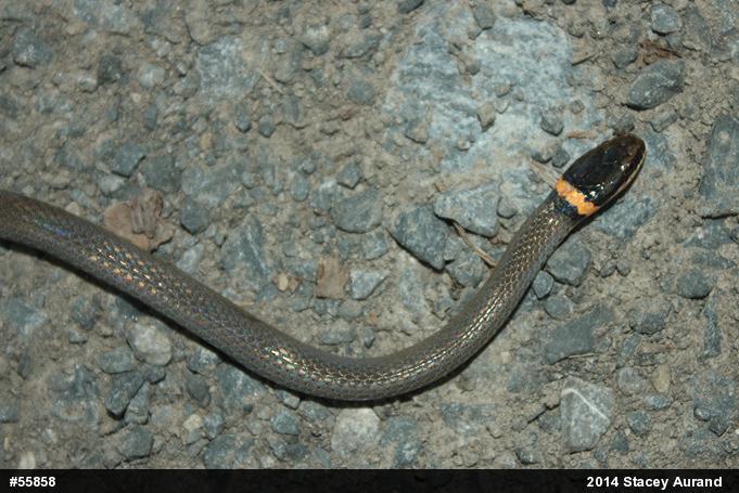 Northern Ring-necked Snake