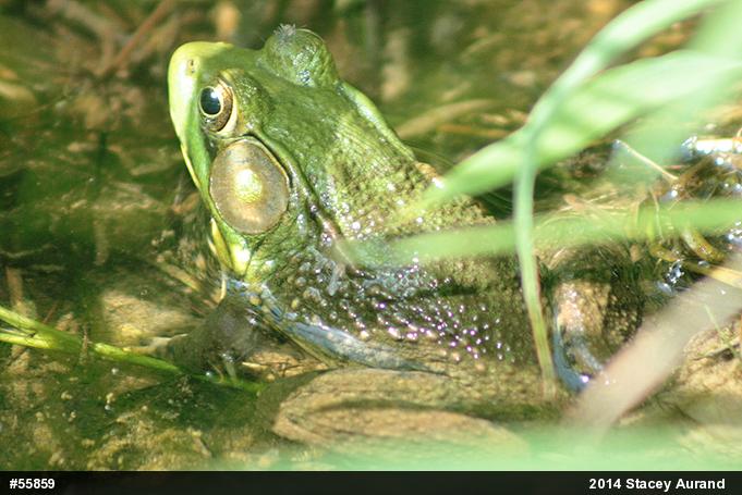 Green Frog