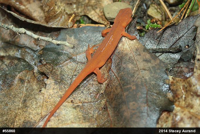 Red-spotted Newt
