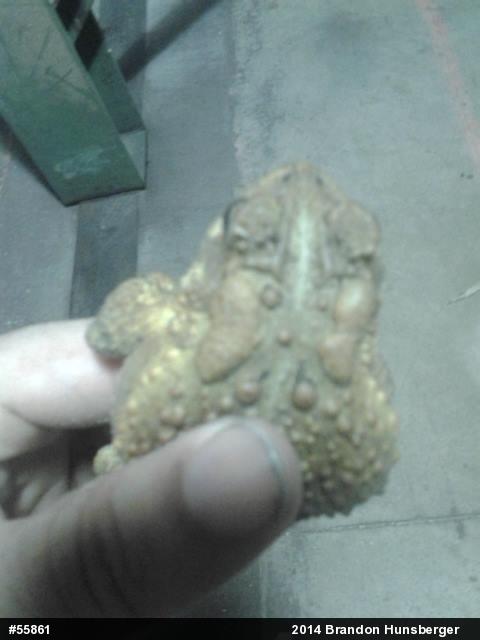 Eastern American Toad