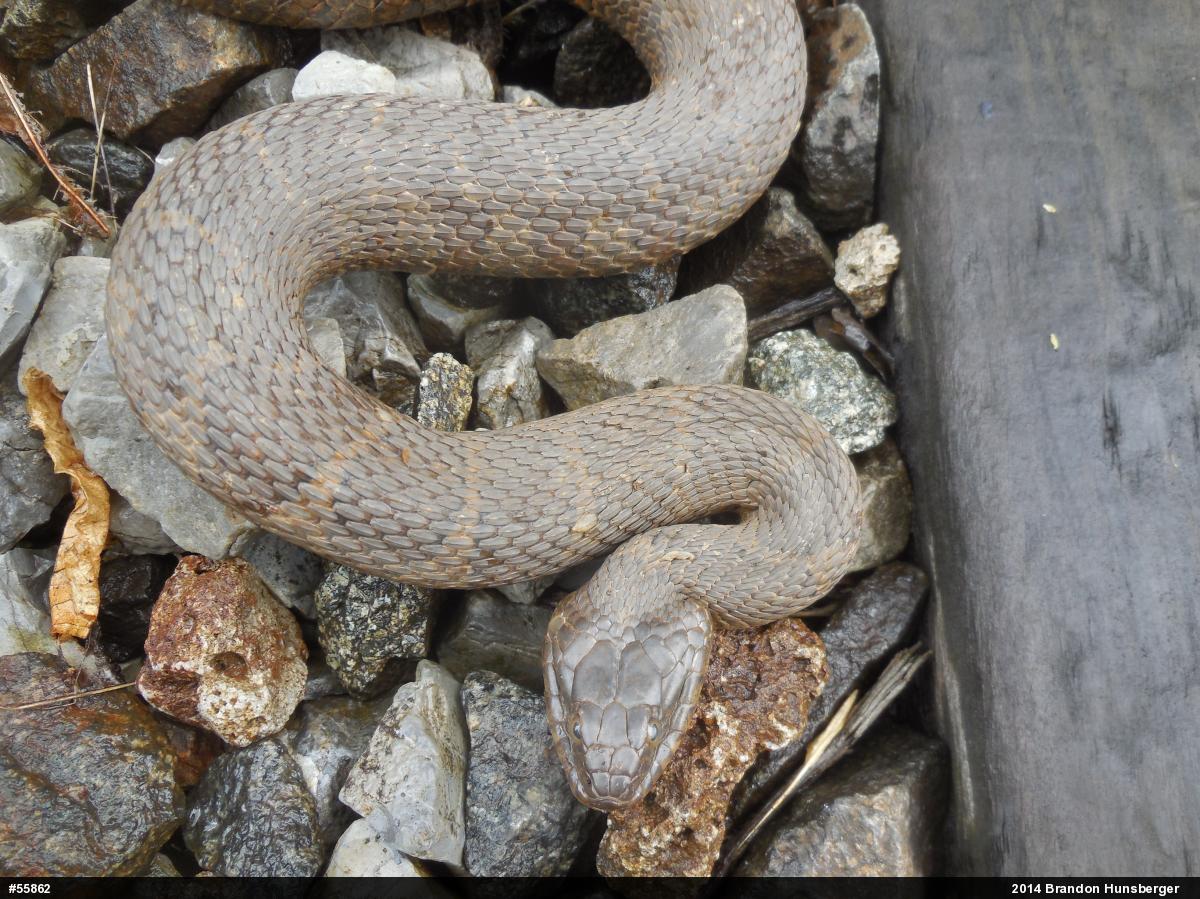 Northern Watersnake