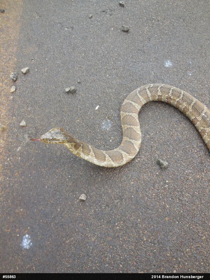 Northern Watersnake