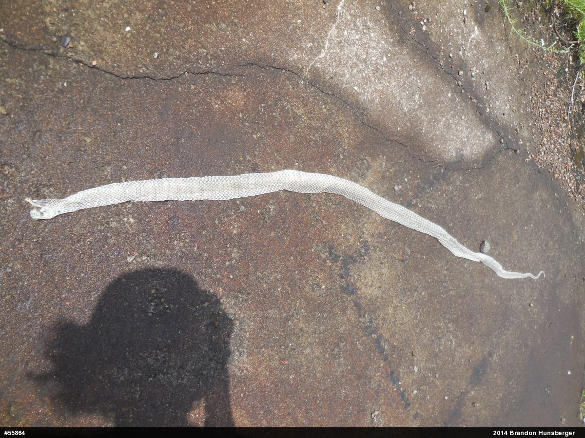 Northern Black Racer