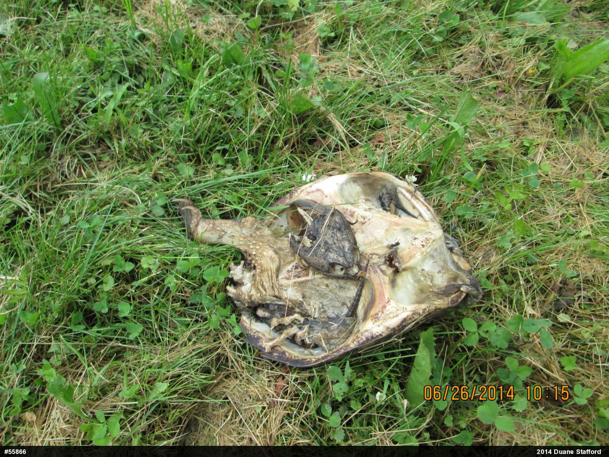 Snapping Turtle