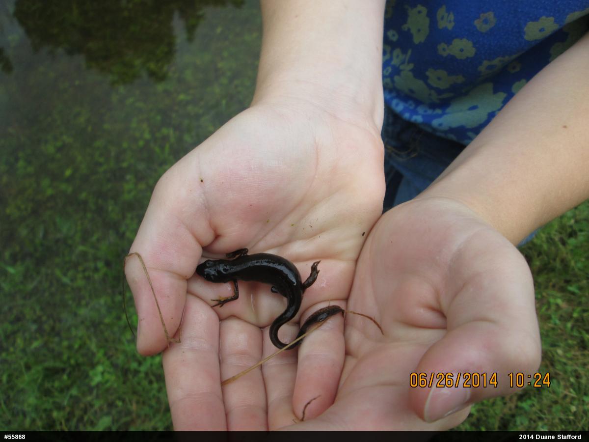 Red-spotted Newt
