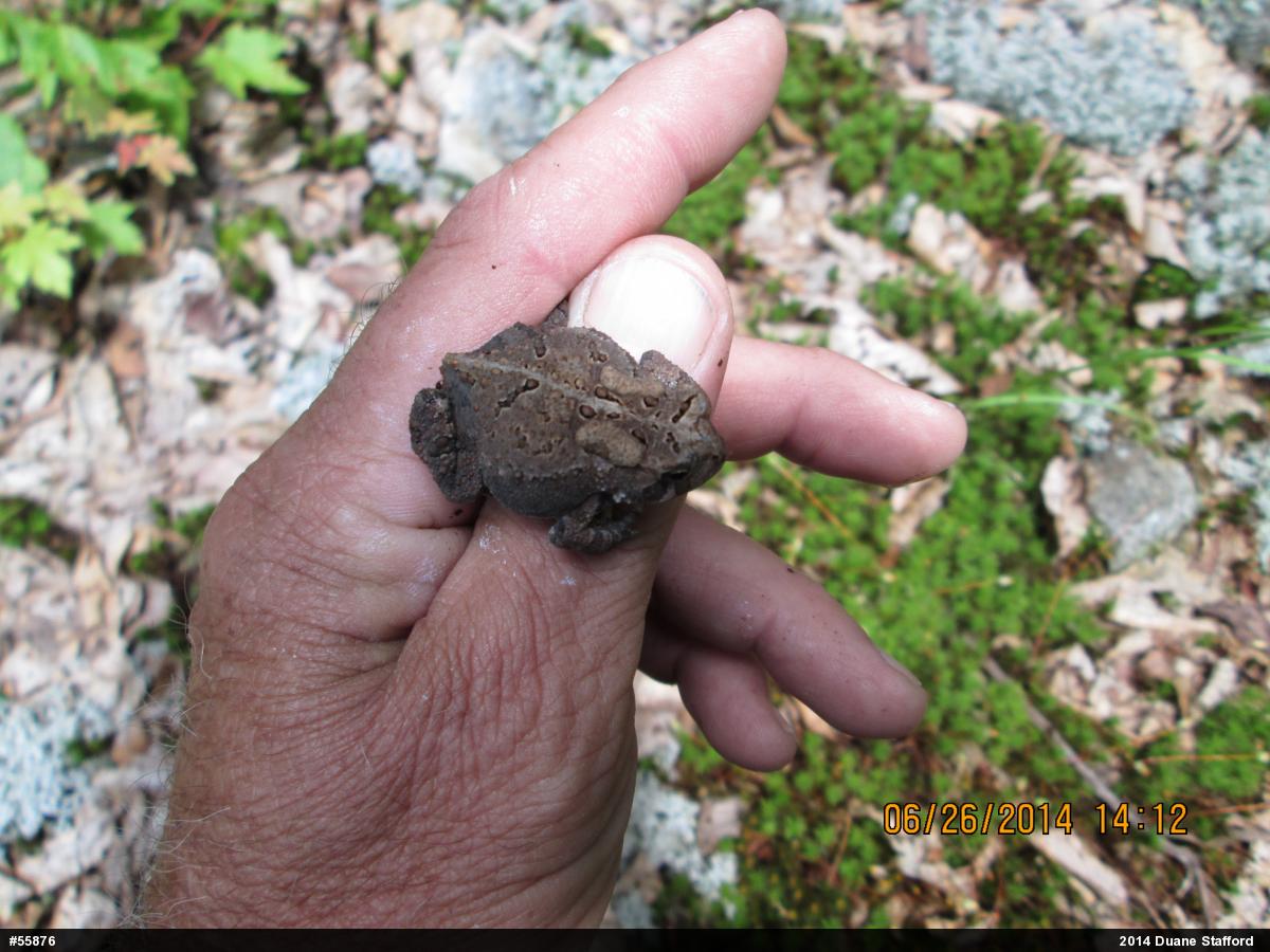 Eastern American Toad