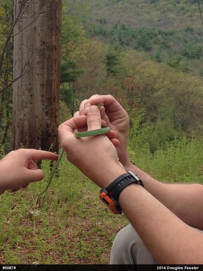 Smooth Greensnake