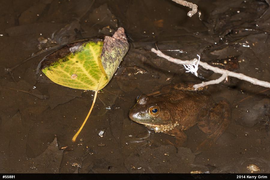 American Bullfrog